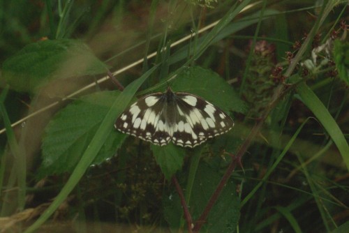 Melanargia galathea - Demi-deuil - Brenne08.jpg